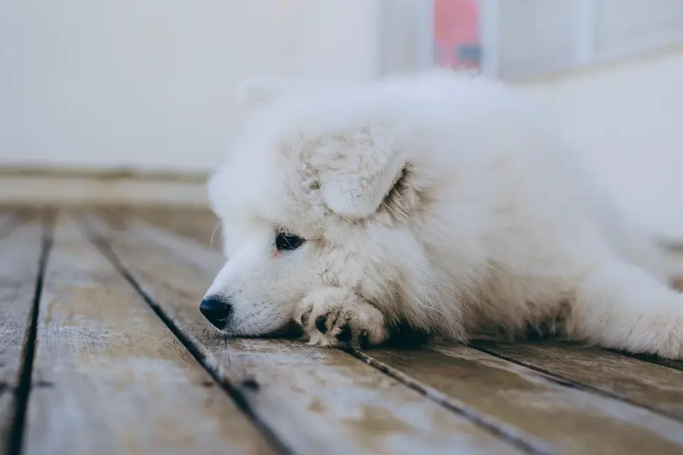 Dog lying on a floor