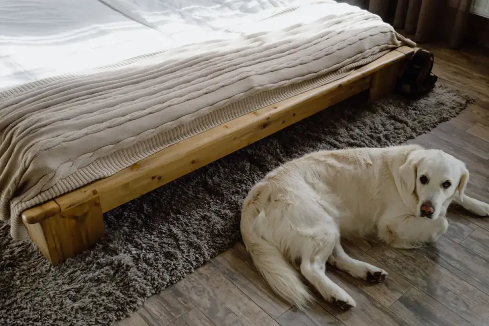 Dog lying on a floor