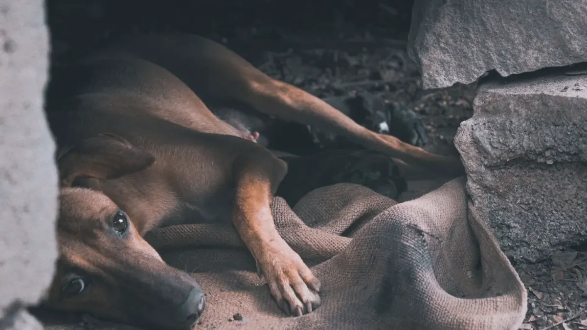 Dog near a fireplace