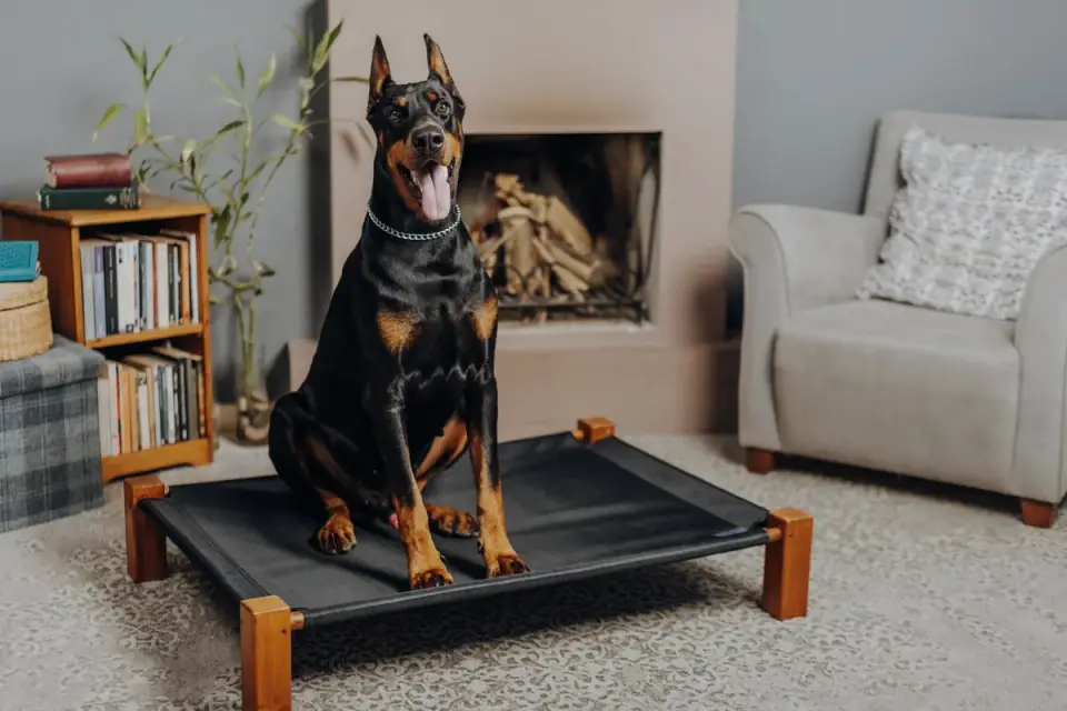 Dog near a fireplace