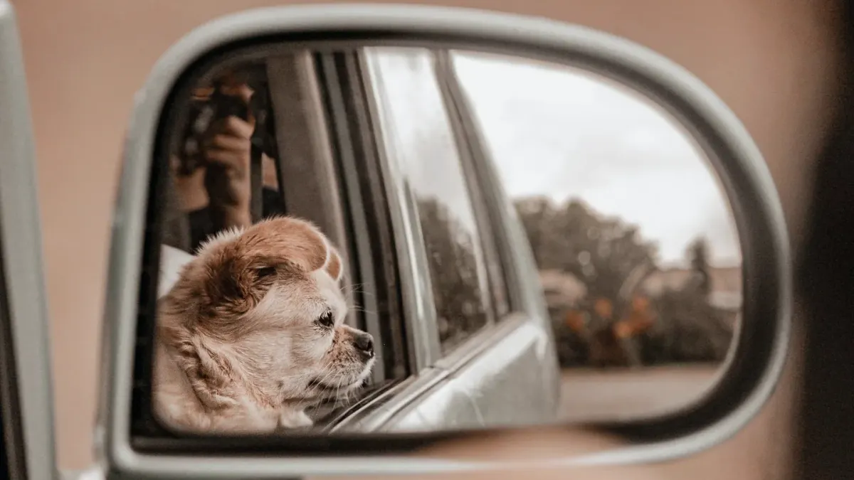 Dog on a road trip
