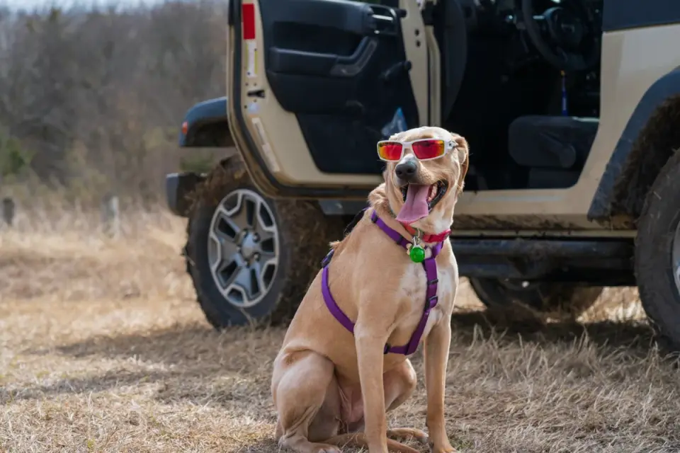 Dog on a road trip