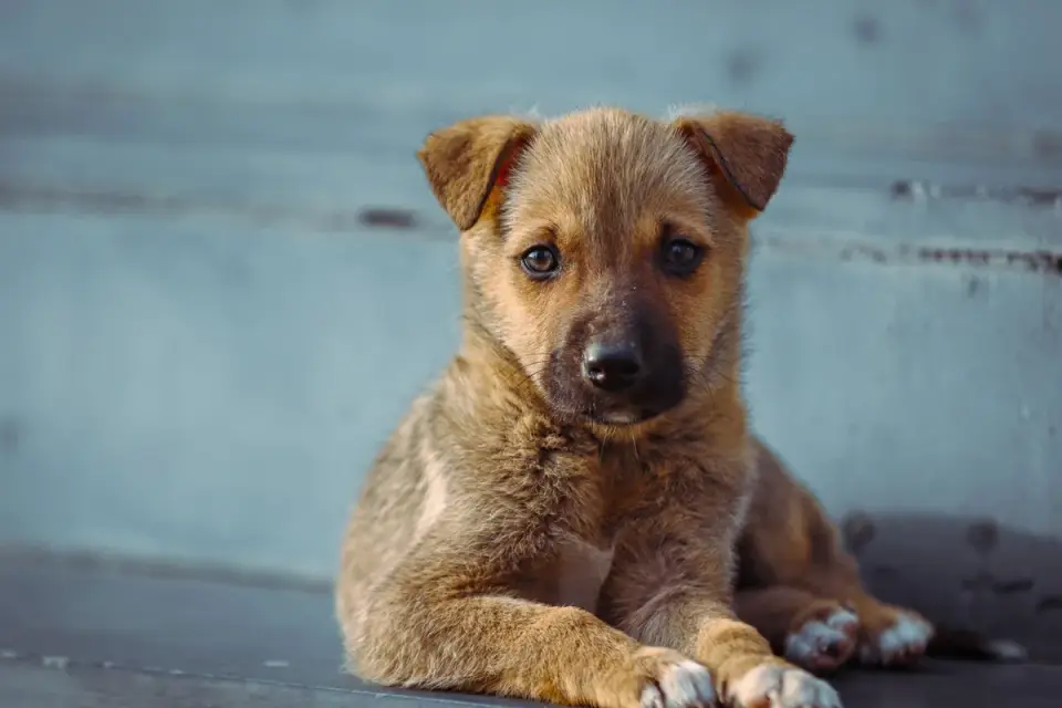Dog on stairs