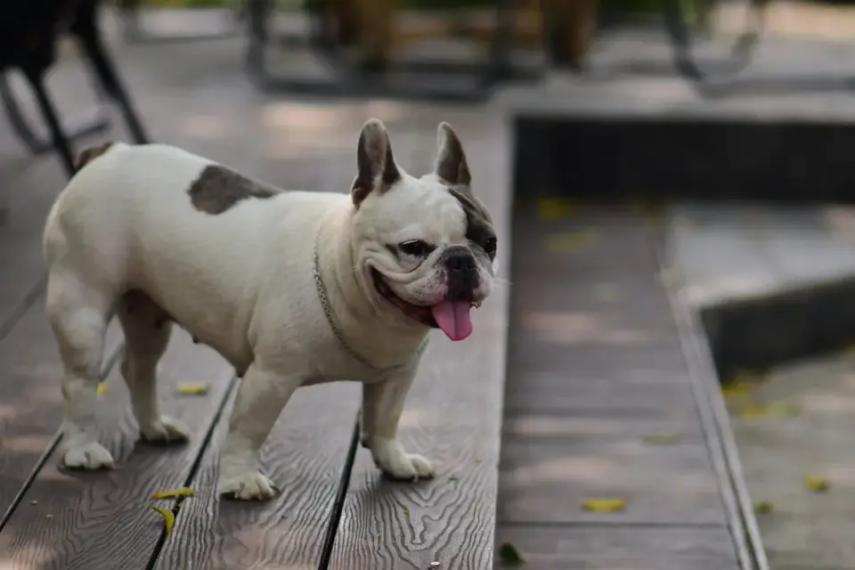 Dog on stairs