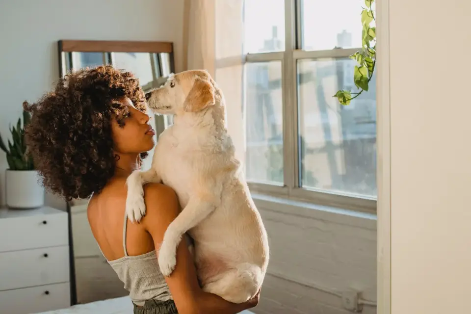 Dog owner home