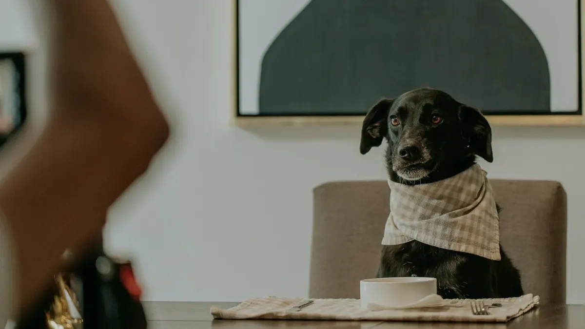 Dog owner preparing a meal
