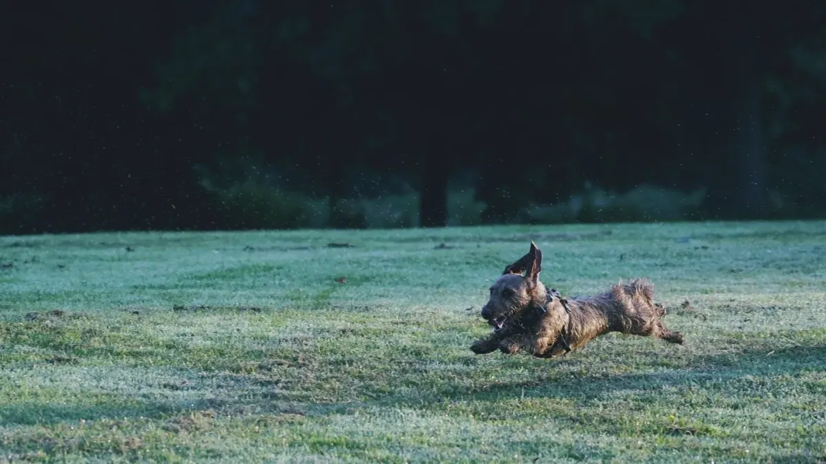 Dog playing outdoors