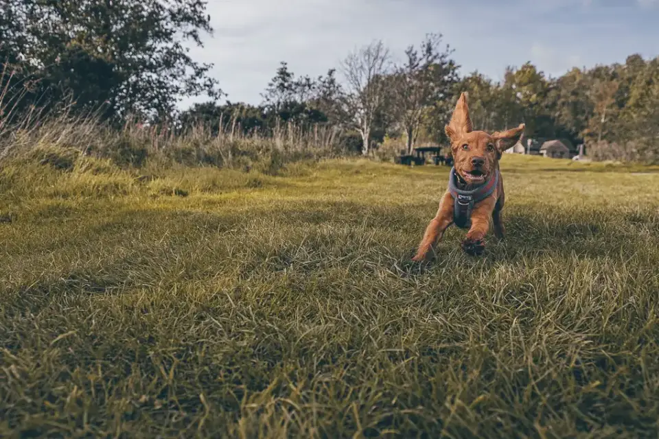 Dog playing outdoors