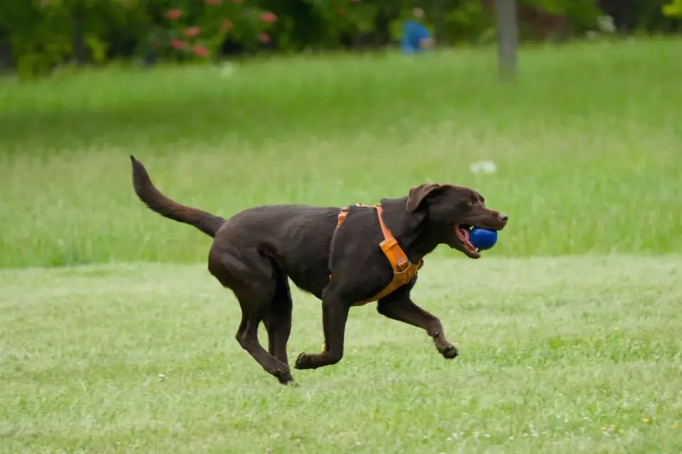 Dog playing with a ball