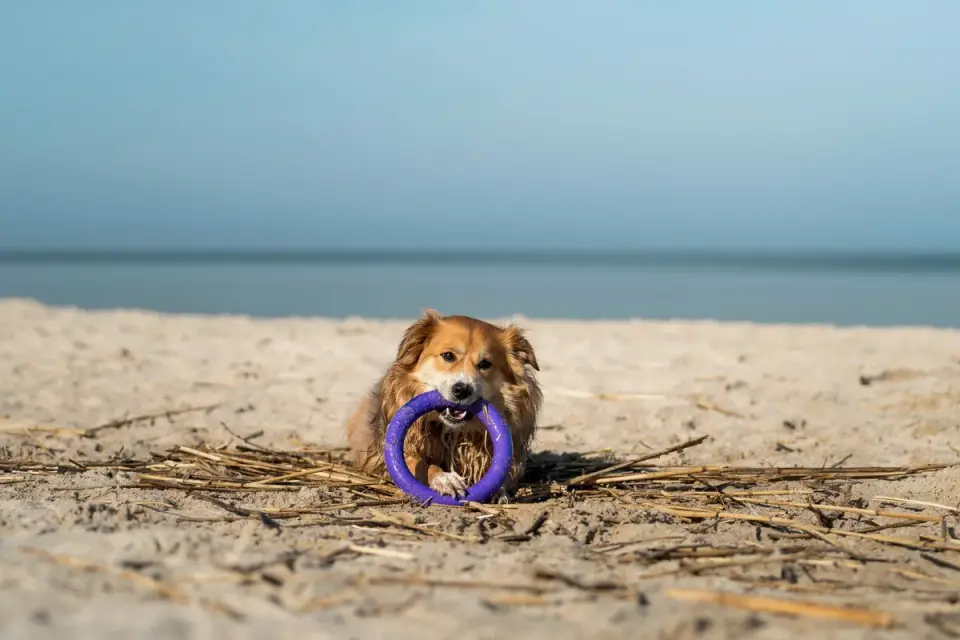 Dog playing with a rope toy