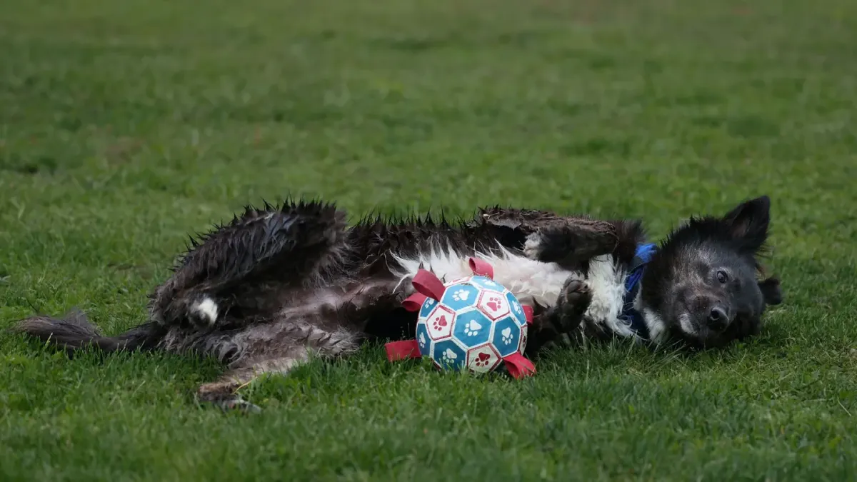 Dog playing with a rope toy
