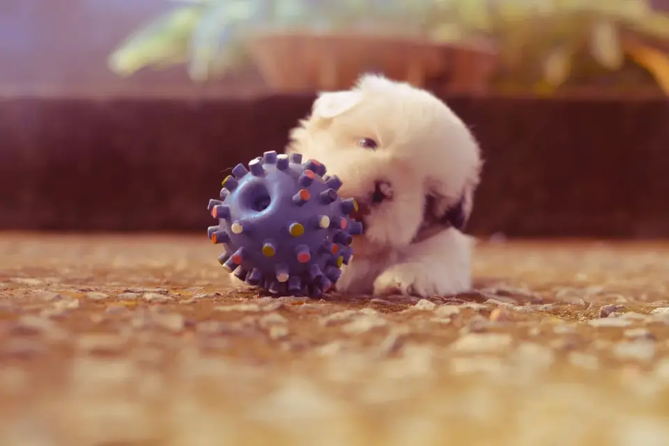 Dog playing with a rope toy