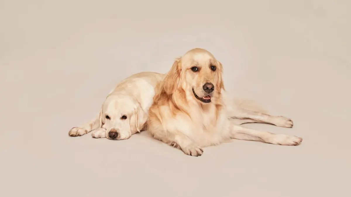 Dog portrait