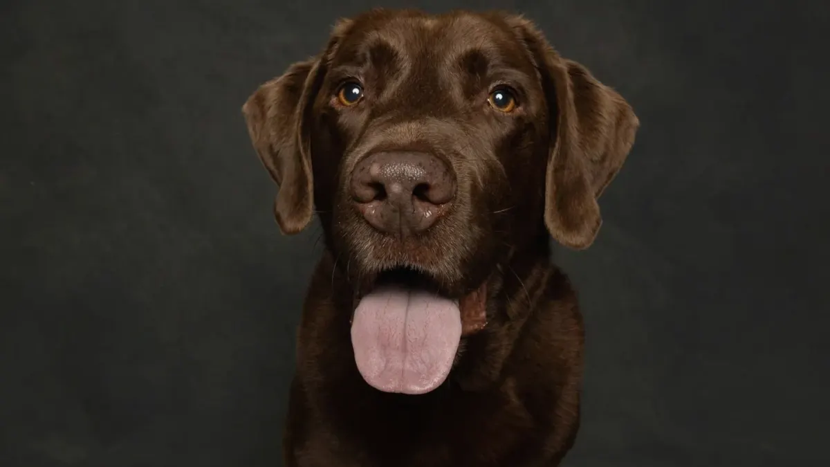 Dog portrait