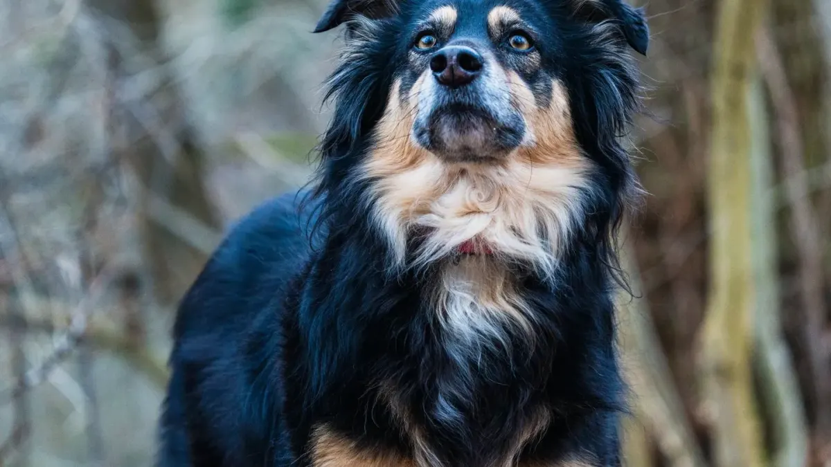 Dog portrait