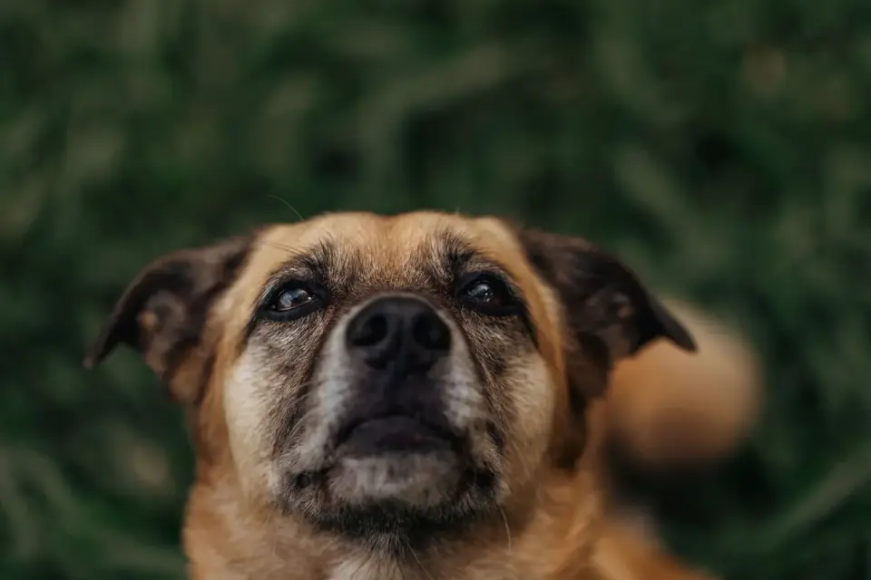Dog portrait