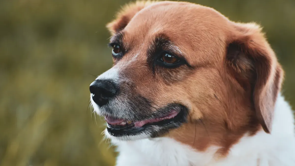 Dog portrait