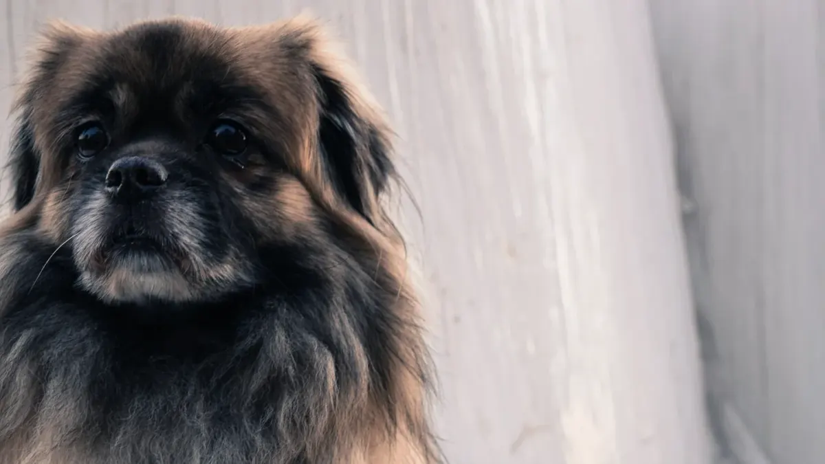 Dog portrait