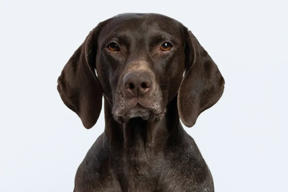 Dog portrait