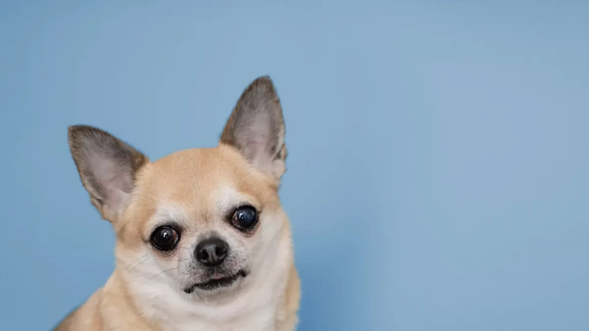Dog portrait
