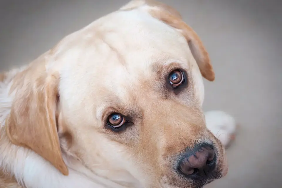 Dog portrait