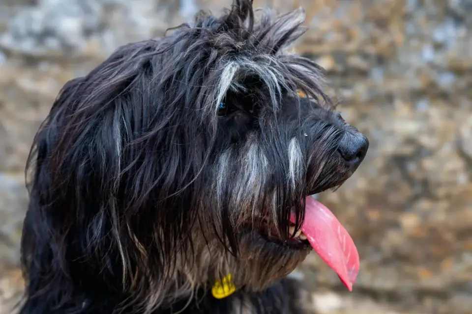 Dog portrait