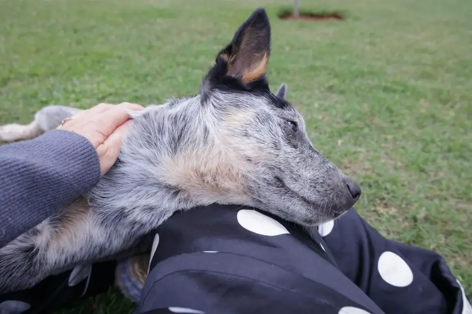 Dog relaxing on a rug