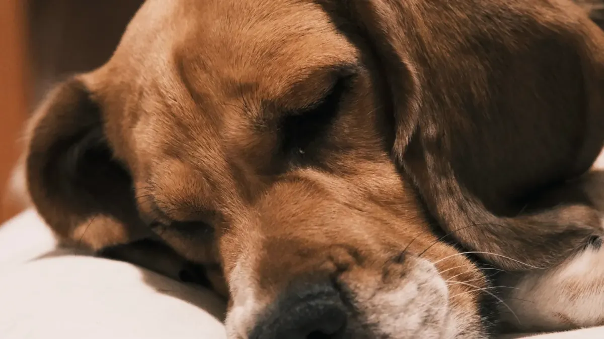 Dog resting after walk home