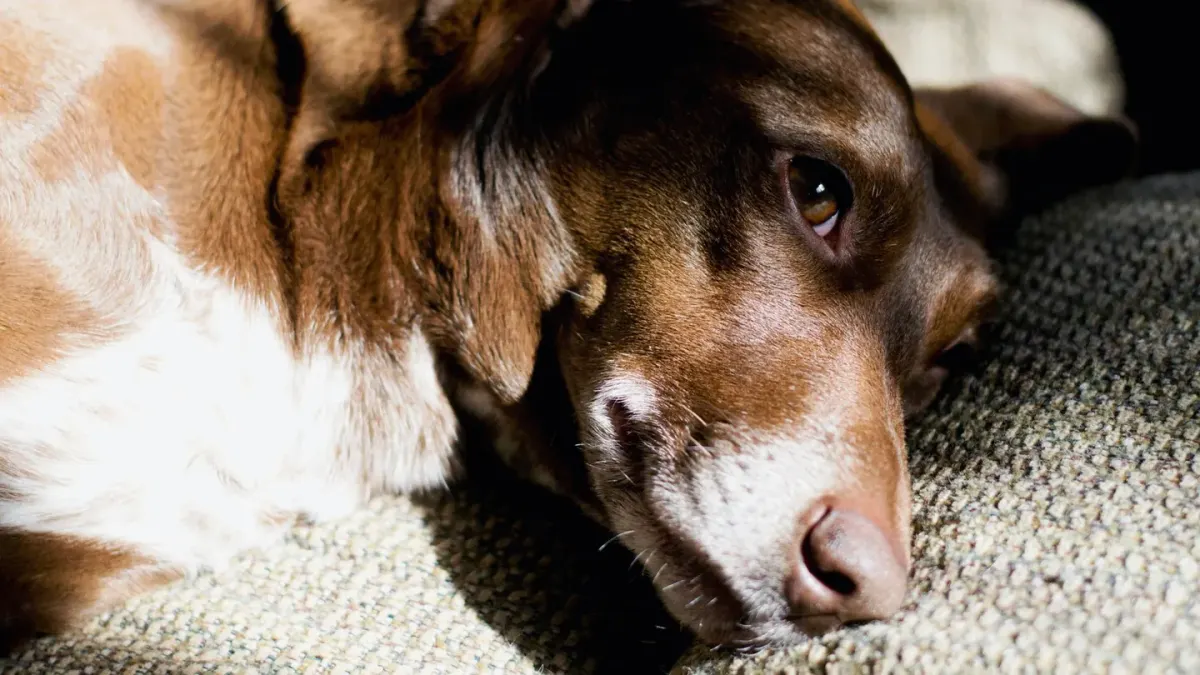 Dog resting after walk home