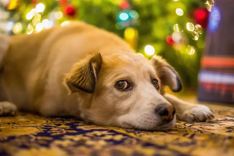 Dog resting at home