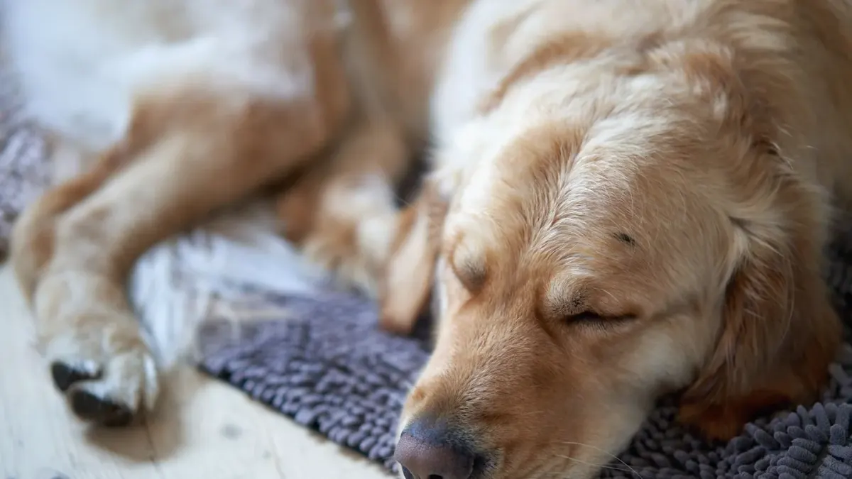 Dog resting at home