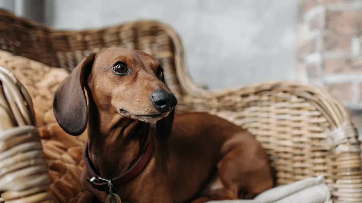 Dog resting at home