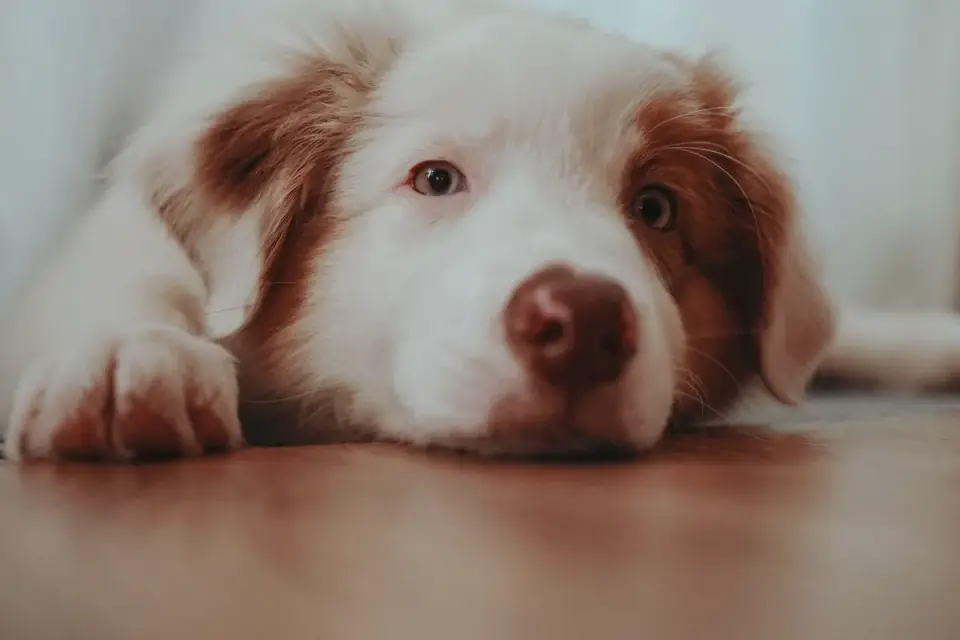 Dog resting at home