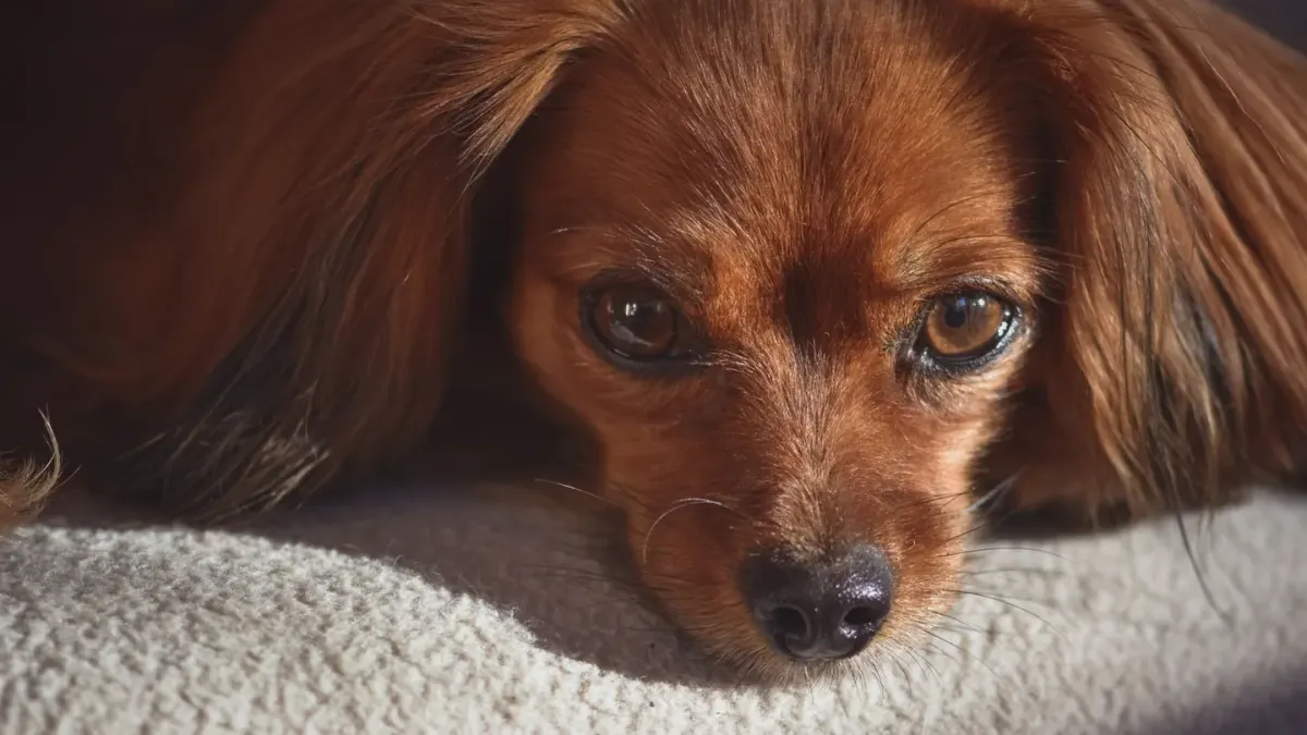 Dog resting at home