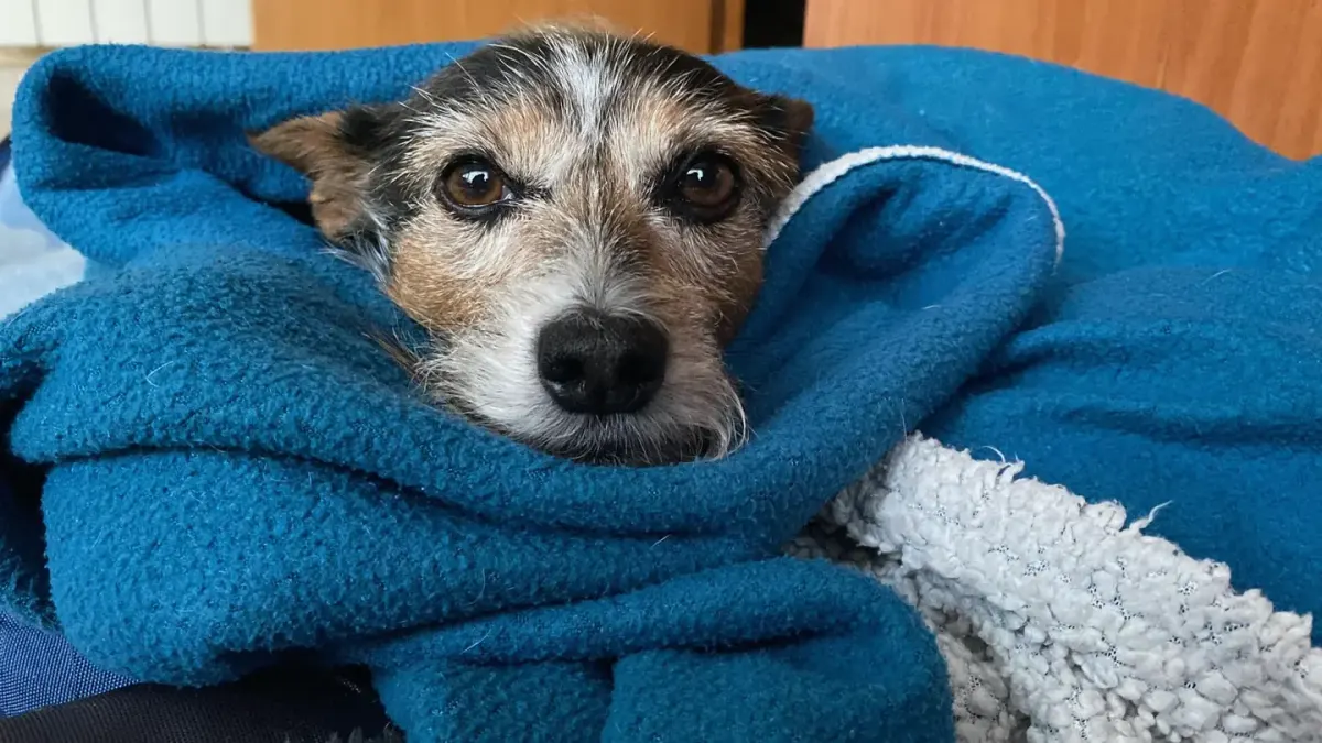 Dog resting at home