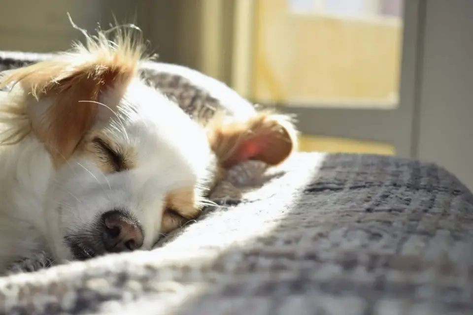 Dog resting at home