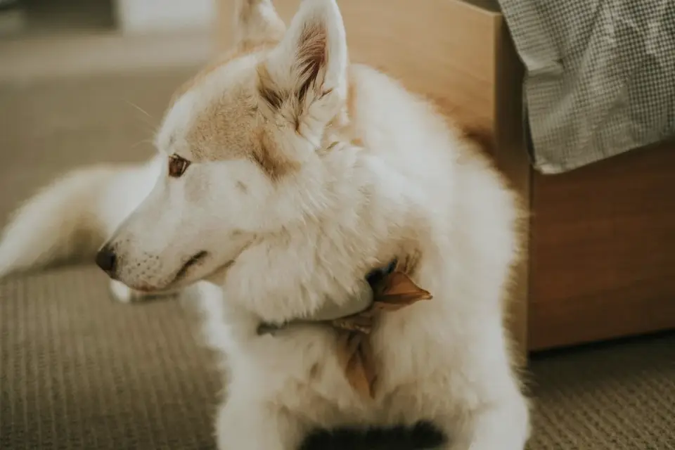 Dog resting at home