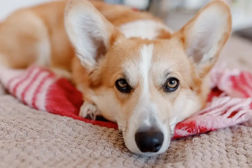 Dog resting at home
