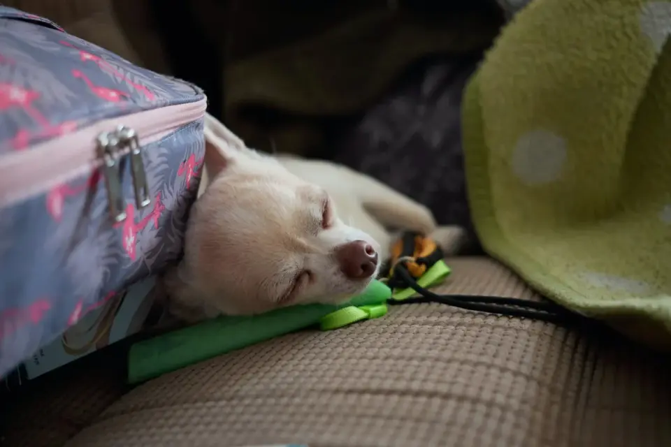 Dog resting at home