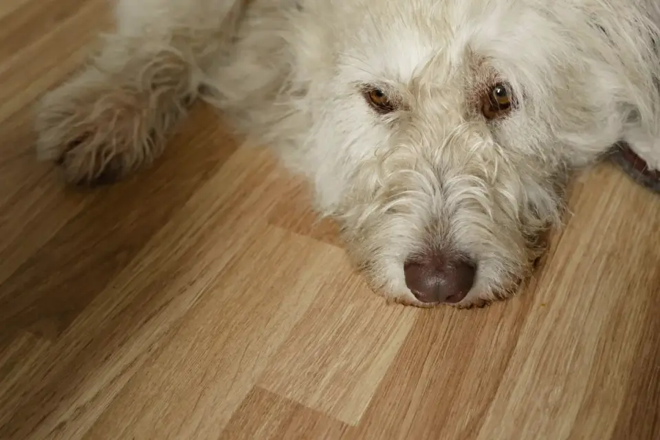 Dog resting at home