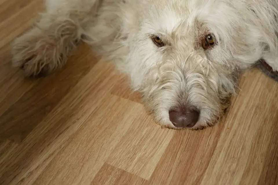 Dog resting at home