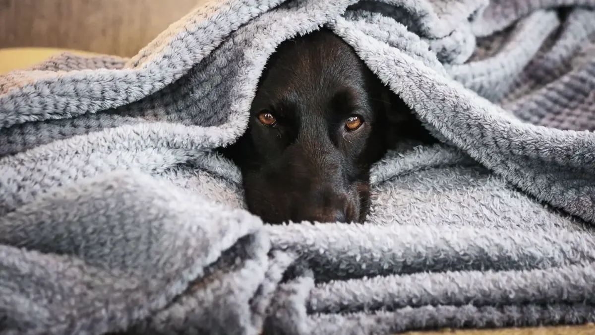 Dog resting at home