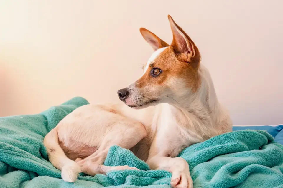Dog resting at home