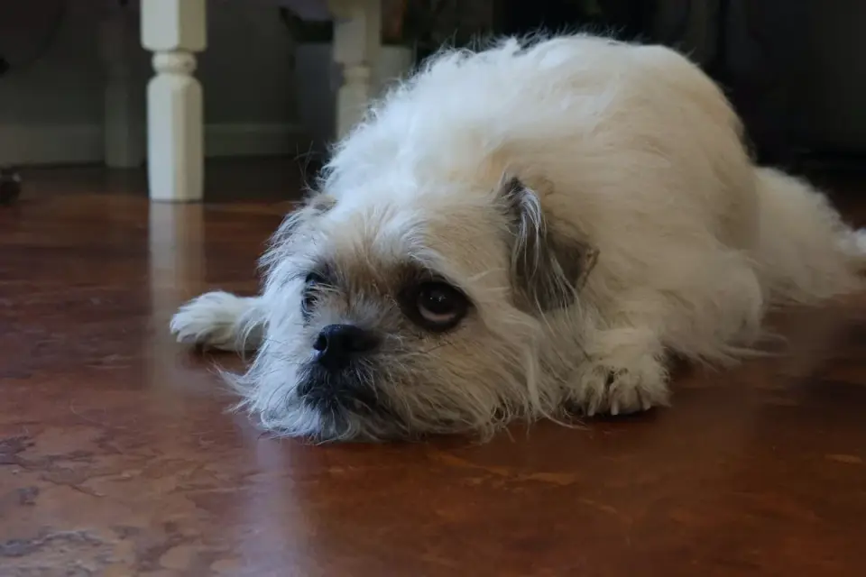 Dog resting at home