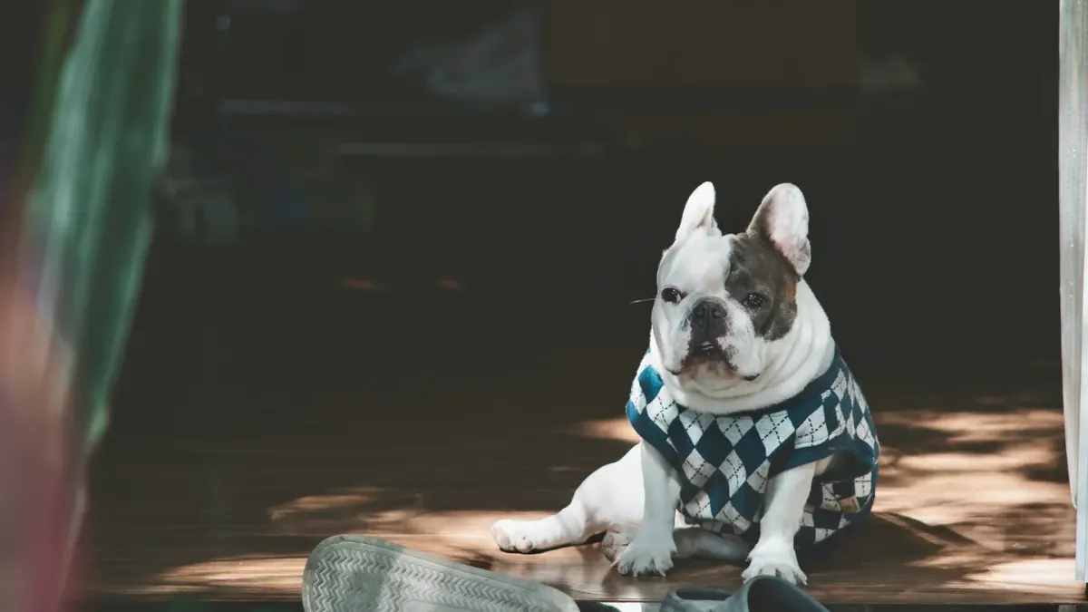 Dog resting at home