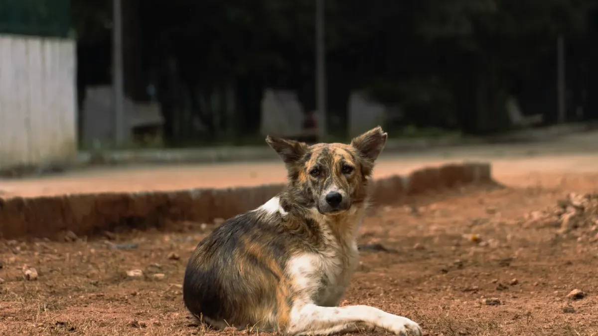 Dog resting at home