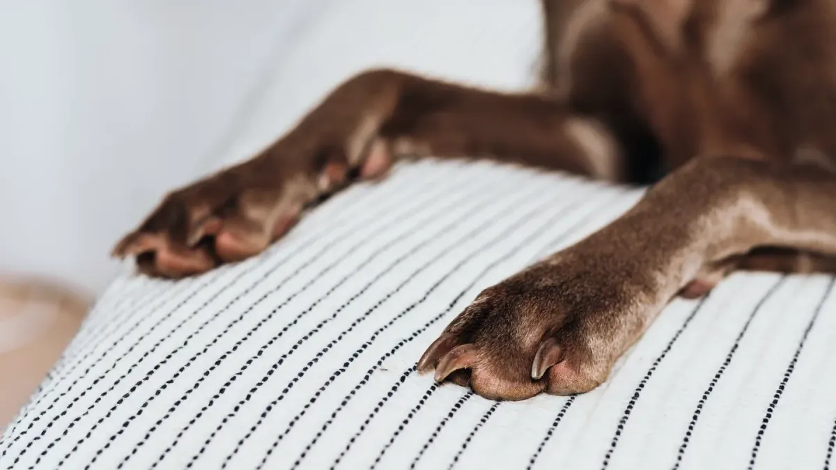 Dog resting at home