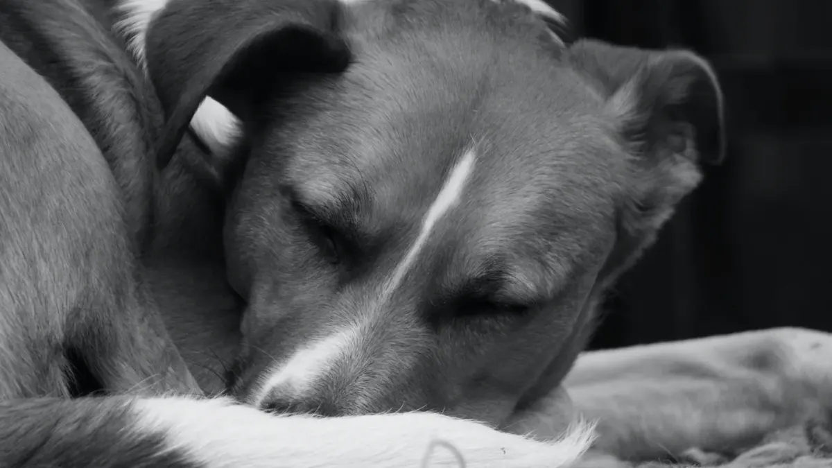 Dog resting at home