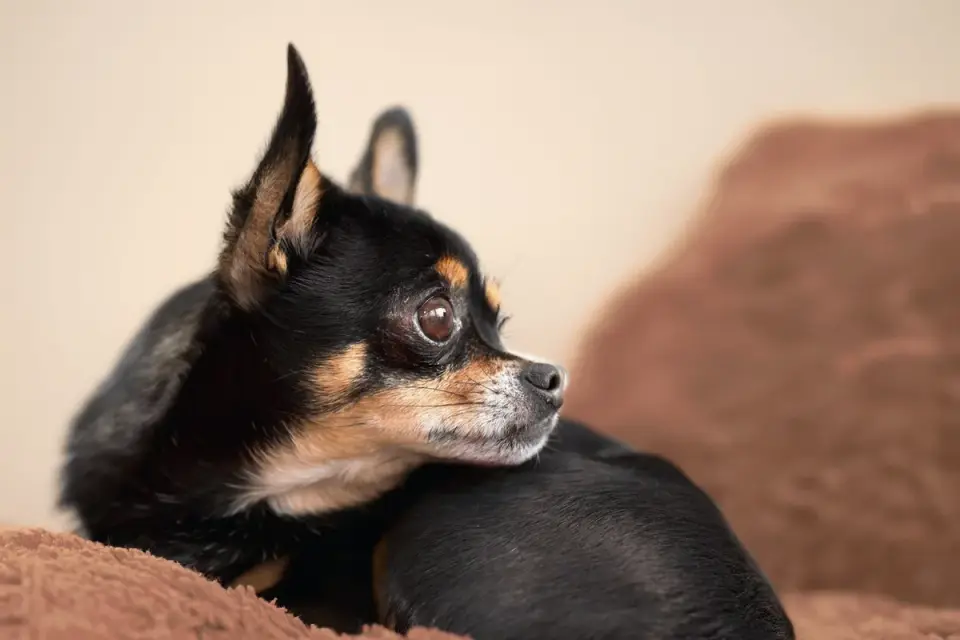 Dog resting at home