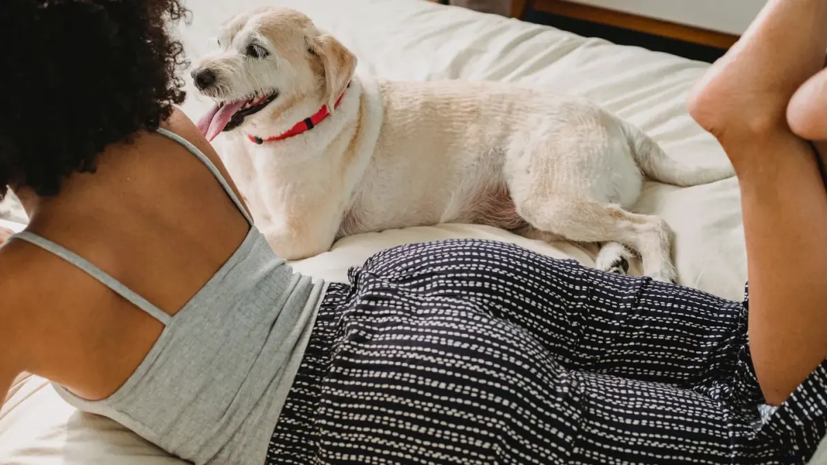 Dog resting beside an owner